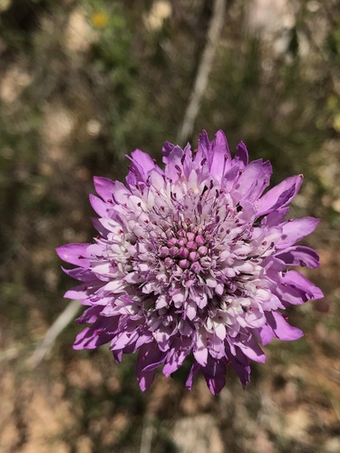 Sixalix atropurpurea (Sweet scabious) (alternate view 4)