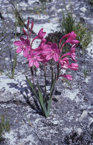 Watsonia (Watsonias) (alternate view 6)