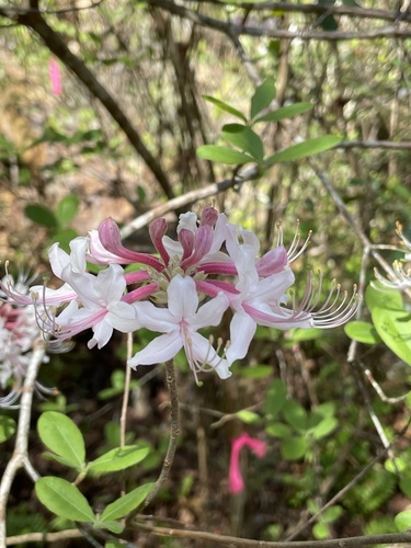Rhododendron canescens (Mountain Azalea)