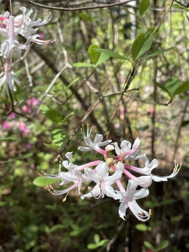 Rhododendron canescens (Mountain Azalea) (alternate view 2)