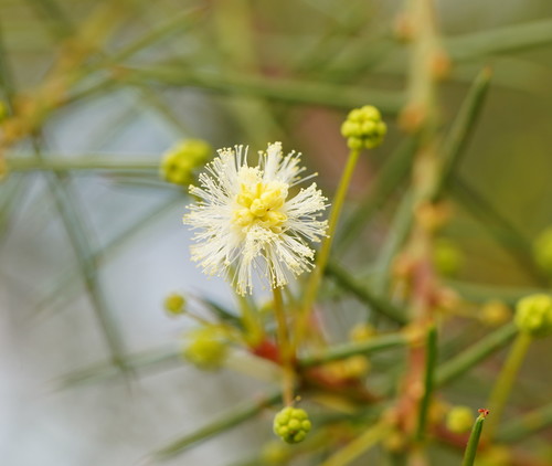 Acacia genistifolia (Spreading Wattle) (alternate view 10)
