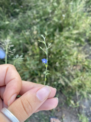 Evolvulus alsinoides (tropical speedwell) (alternate view 3)