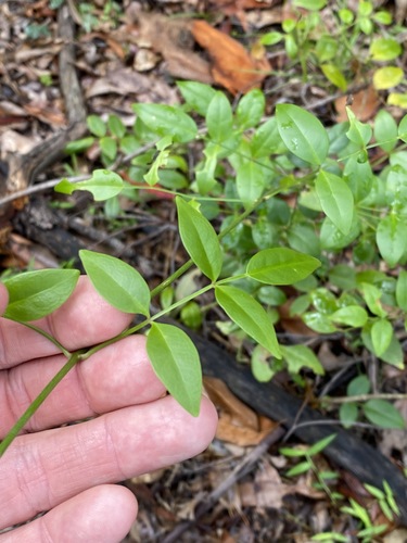 Pandorea jasminoides (Bower Plant) (alternate view 5)