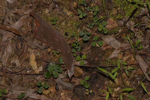 Pullenia gunnii (slender tick-trefoil) (alternate view 3)