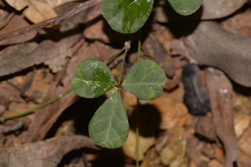 Pullenia gunnii (slender tick-trefoil)