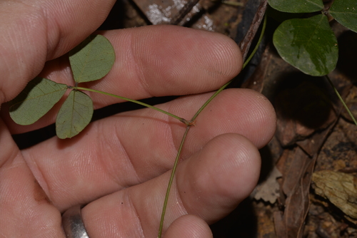 Pullenia gunnii (slender tick-trefoil) (alternate view 4)