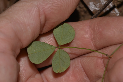 Pullenia gunnii (slender tick-trefoil) (alternate view 2)