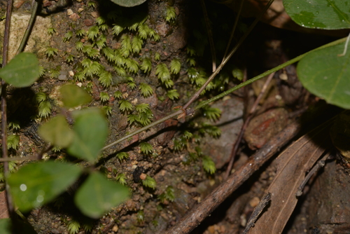 Pullenia gunnii (slender tick-trefoil) (alternate view 5)