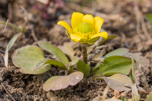 Ranunculus glaberrimus (sagebrush buttercup) (alternate view 6)