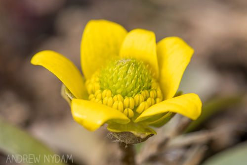 Ranunculus glaberrimus (sagebrush buttercup) (alternate view 7)