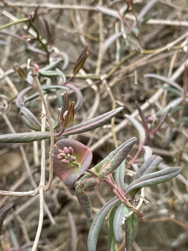 Lonicera sempervirens (Coral Honeysuckle)