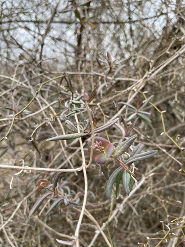 Lonicera sempervirens (Coral Honeysuckle)