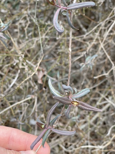 Lonicera sempervirens (Coral Honeysuckle)