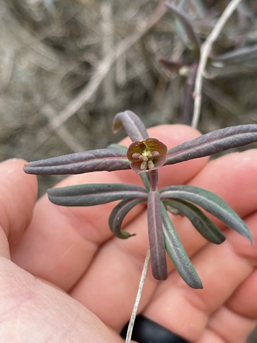 Lonicera sempervirens (Coral Honeysuckle)