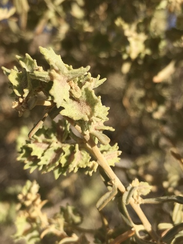 Atriplex canescens (Fourwing Saltbush) (alternate view 8)