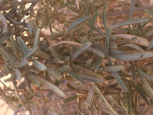 Atriplex canescens (Fourwing Saltbush) (alternate view 6)