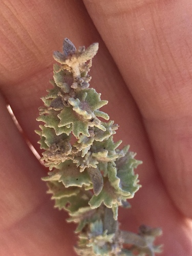 Atriplex canescens (Fourwing Saltbush) (alternate view 10)
