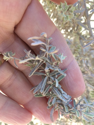 Atriplex canescens (Fourwing Saltbush) (alternate view 9)