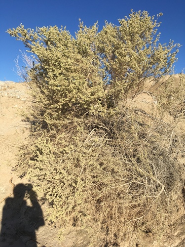 Atriplex canescens (Fourwing Saltbush) (alternate view 7)