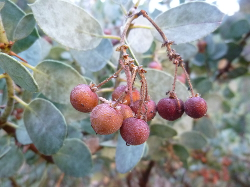 Arctostaphylos viscida (Whiteleaf Manzanita) (alternate view 8)