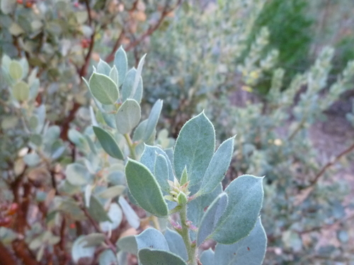Arctostaphylos viscida (Whiteleaf Manzanita) (alternate view 9)