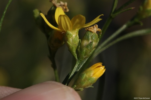 Amphiachyris dracunculoides (prairie broomweed) (alternate view 6)