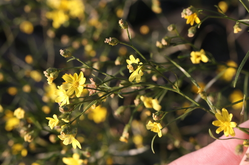 Amphiachyris dracunculoides (prairie broomweed) (alternate view 7)