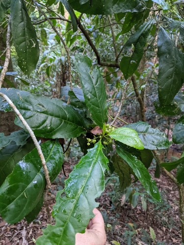 Claoxylon australe (Brittlewood) (alternate view 4)