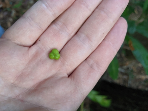 Claoxylon australe (Brittlewood) (alternate view 5)