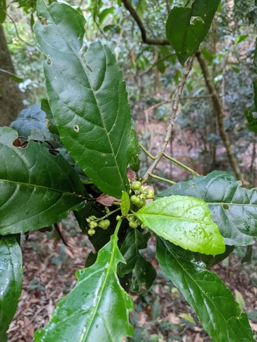 Claoxylon australe (Brittlewood) (alternate view 6)