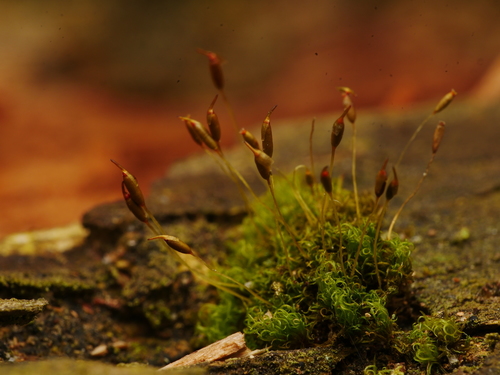Dicranoweisia cirrata (Common Pincushion)