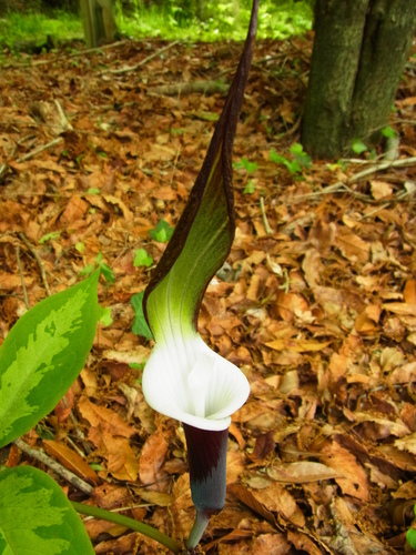 Arisaema sikokianum (Shikoku Cobra Lily) (alternate view 3)