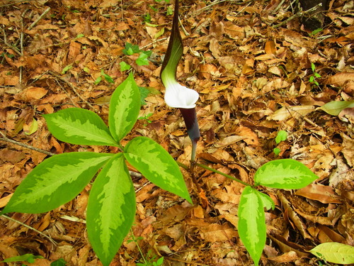 Arisaema sikokianum (Shikoku Cobra Lily)
