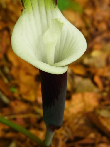 Arisaema sikokianum (Shikoku Cobra Lily) (alternate view 2)