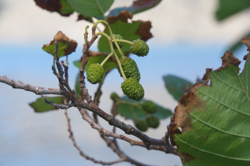 Alnus glutinosa (common alder)