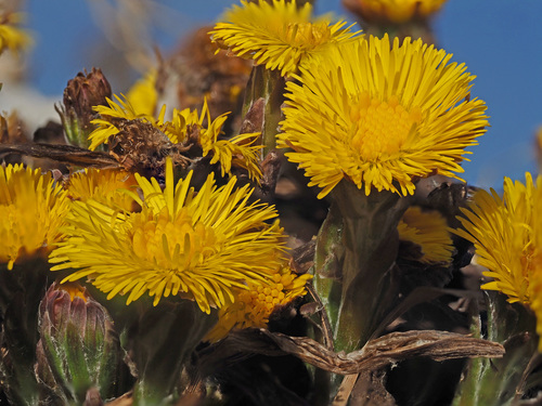 Tussilago farfara (colt's-foot)