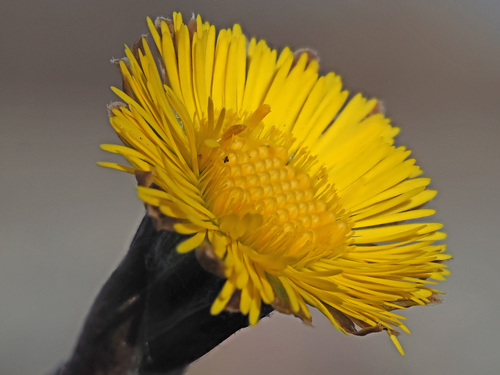 Tussilago farfara (colt's-foot)
