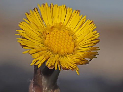 Tussilago farfara (colt's-foot)