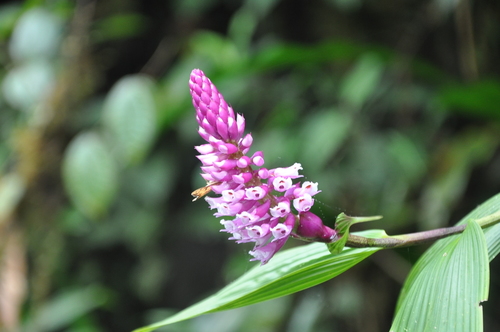 Elleanthus (alternate view 2)
