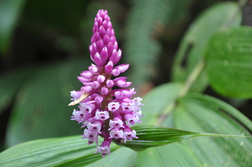 Elleanthus