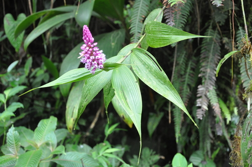 Elleanthus (alternate view 3)