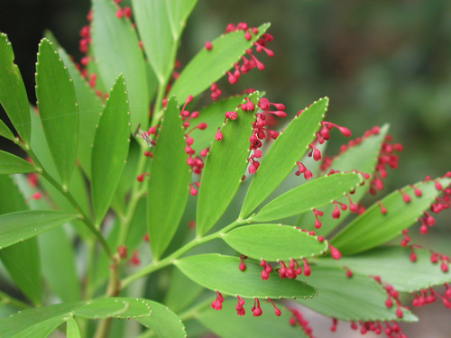 Phyllanthus (alternate view 8)