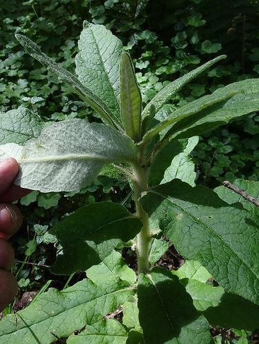 Bedfordia arborescens (Blanket Leaf) (alternate view 5)