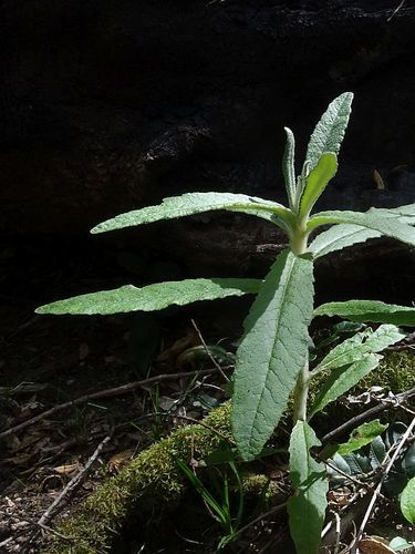 Bedfordia arborescens (Blanket Leaf) (alternate view 6)