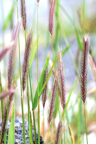 Hordeum brachyantherum (Meadow Barley) (alternate view 6)