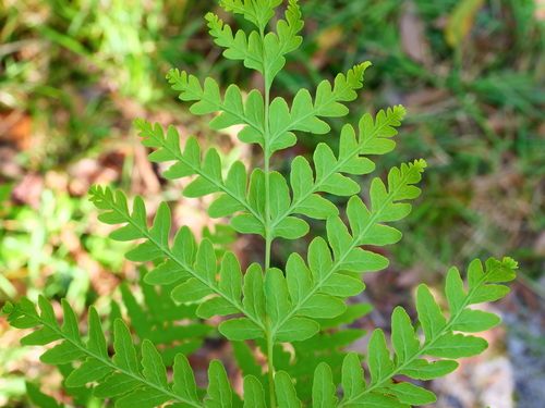 Histiopteris incisa (Water Fern) (alternate view 5)