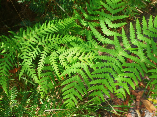 Histiopteris incisa (Water Fern) (alternate view 4)