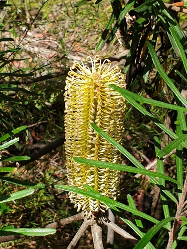 Banksia cunninghamii (alternate view 2)