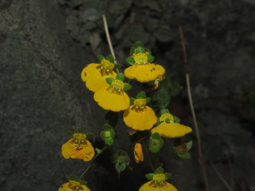 Calceolaria (Slipper flowers) (alternate view 7)