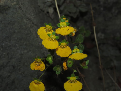Calceolaria (Slipper flowers) (alternate view 9)